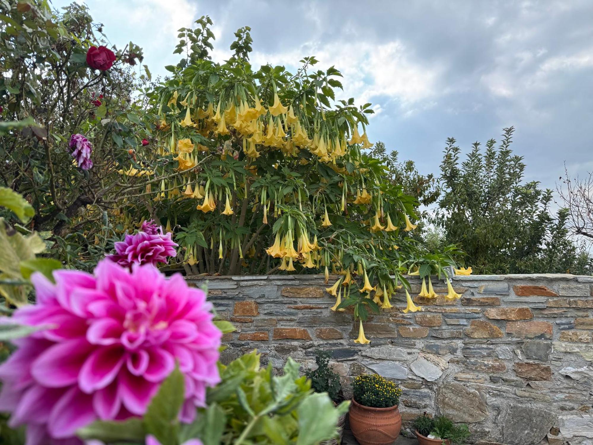 Petrichor Houses ポルタリア エクステリア 写真